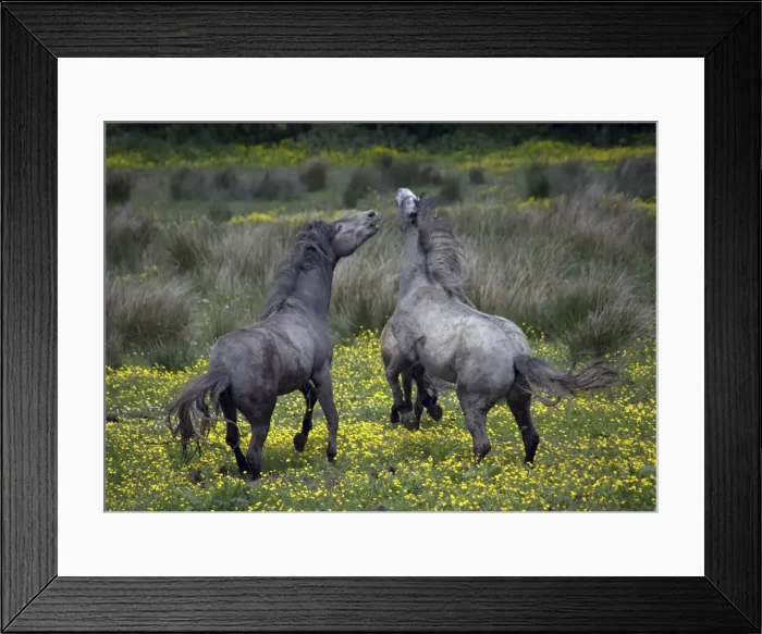 Framed Print : DDE-90031975 Framed Print : DDE-90031975