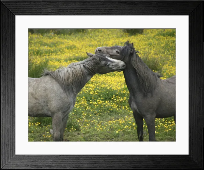 Framed Print : DDE-90031980 Framed Print : DDE-90031980