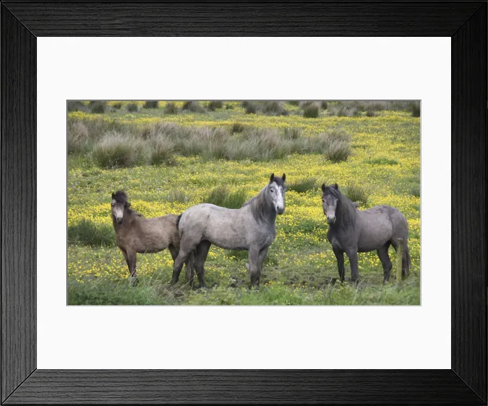 Framed Print : DDE-90031981 Framed Print : DDE-90031981