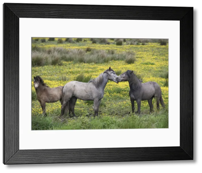 Framed Print : DDE-90031982