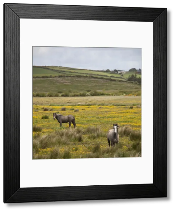 Framed Print : DDE-90031984 Framed Print : DDE-90031984