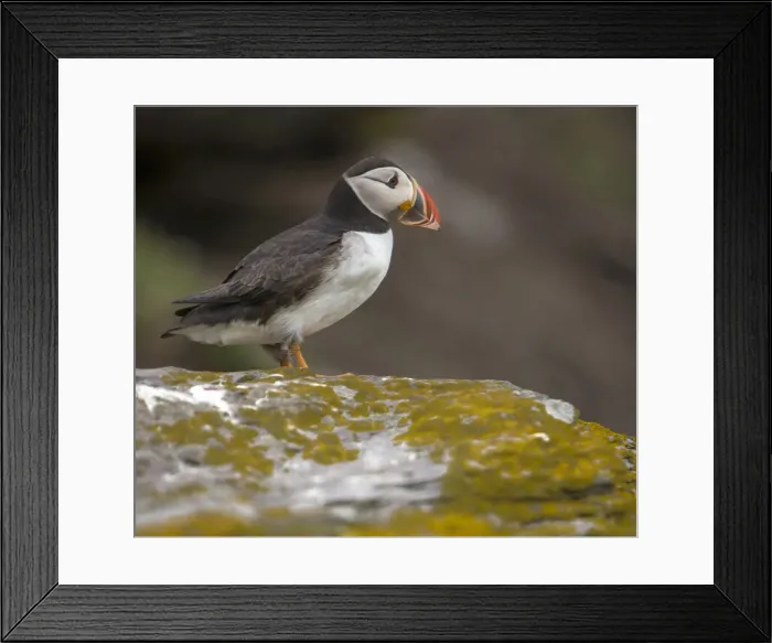Framed Print : DDE-90032001 Framed Print : DDE-90032001