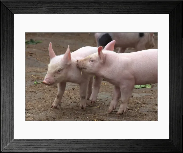 Framed Print : DDE-90032003 Framed Print : DDE-90032003