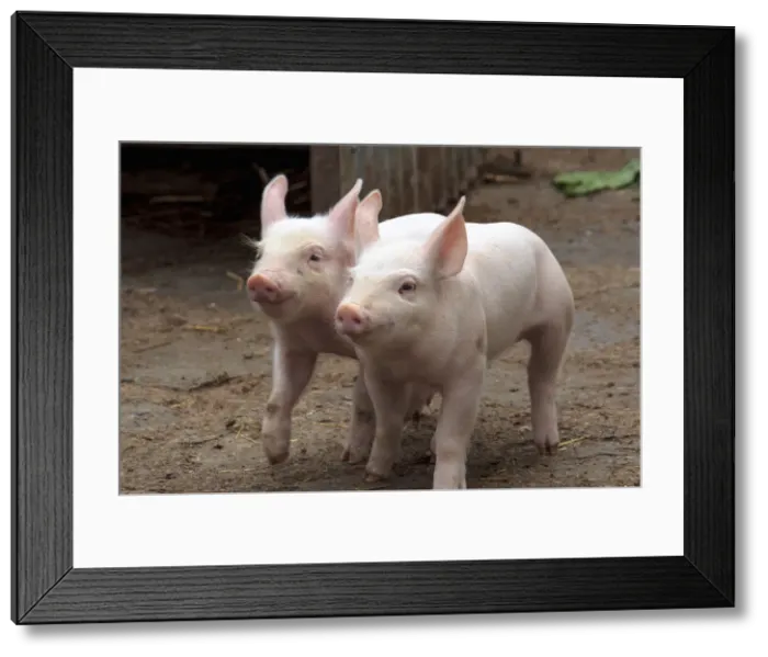 Framed Print : DDE-90032004 Framed Print : DDE-90032004