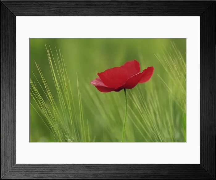 Framed Print : DDE-90032035 Framed Print : DDE-90032035