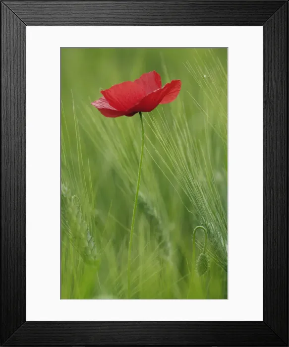 Framed Print : DDE-90032036 Framed Print : DDE-90032036