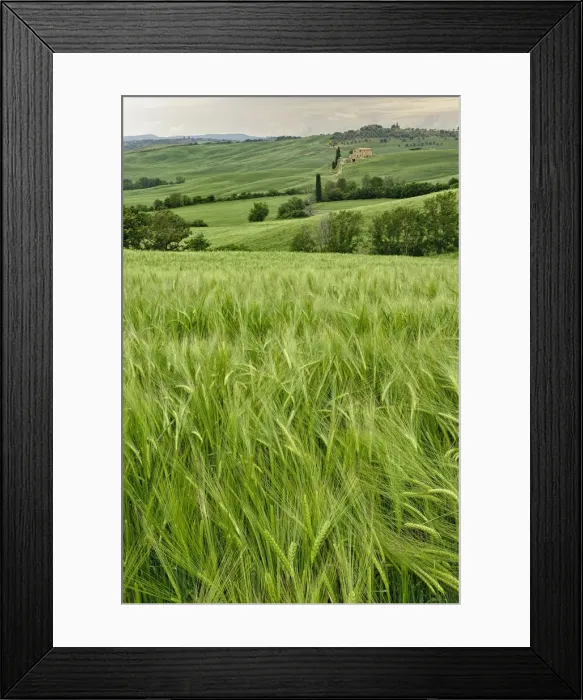 Framed Print : DDE-90032058 Framed Print : DDE-90032058