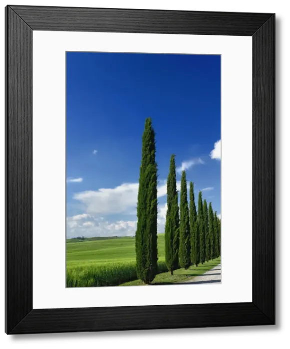 Framed Print : DDE-90032071 Framed Print : DDE-90032071