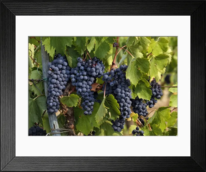 Framed Print : DDE-90032114 Framed Print : DDE-90032114
