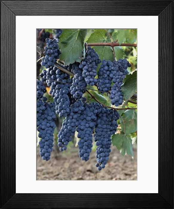 Framed Print : DDE-90032126 Framed Print : DDE-90032126