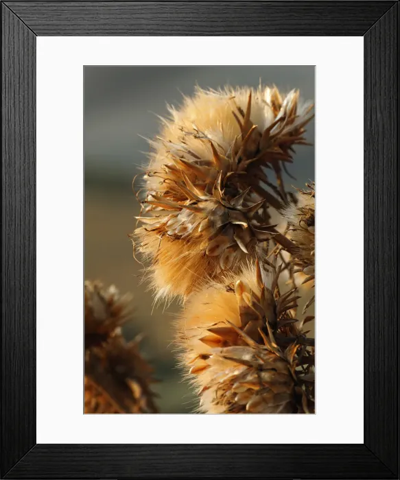 Framed Print : DDE-90032129 Framed Print : DDE-90032129