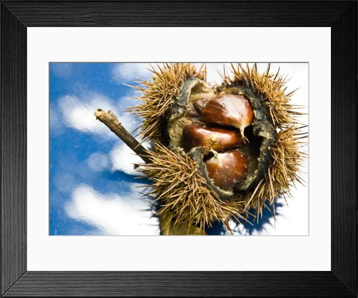 Framed Print : DDE-90032133 Framed Print : DDE-90032133