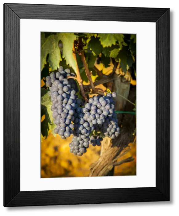 Framed Print : DDE-90032287