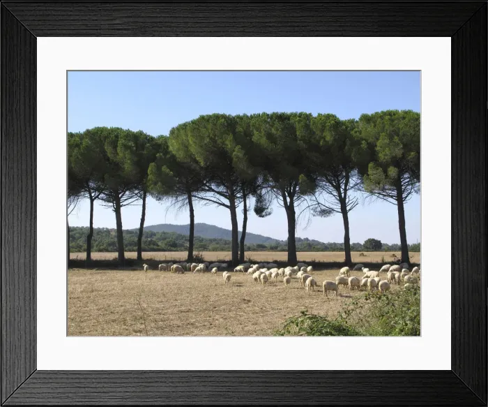 Framed Print : DDE-90032332 Framed Print : DDE-90032332