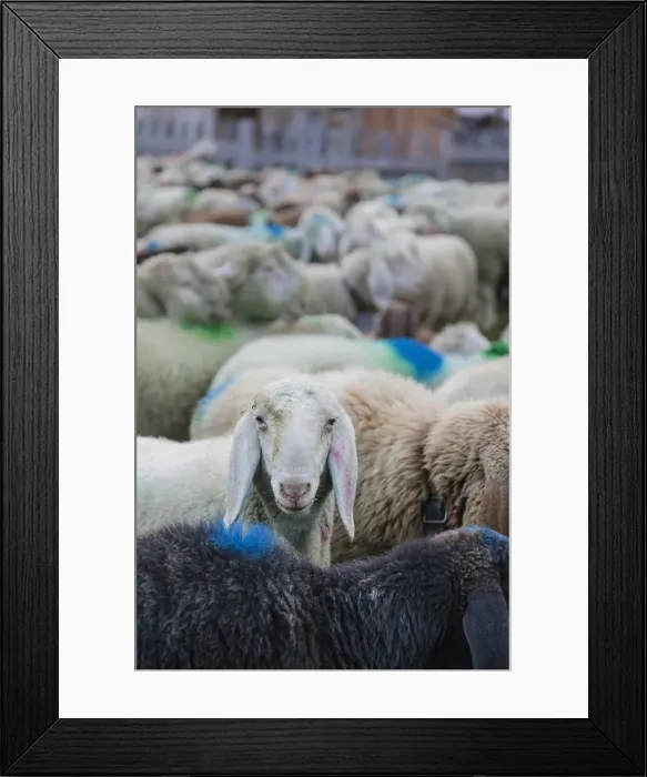 Framed Print : DDE-90032349 Framed Print : DDE-90032349