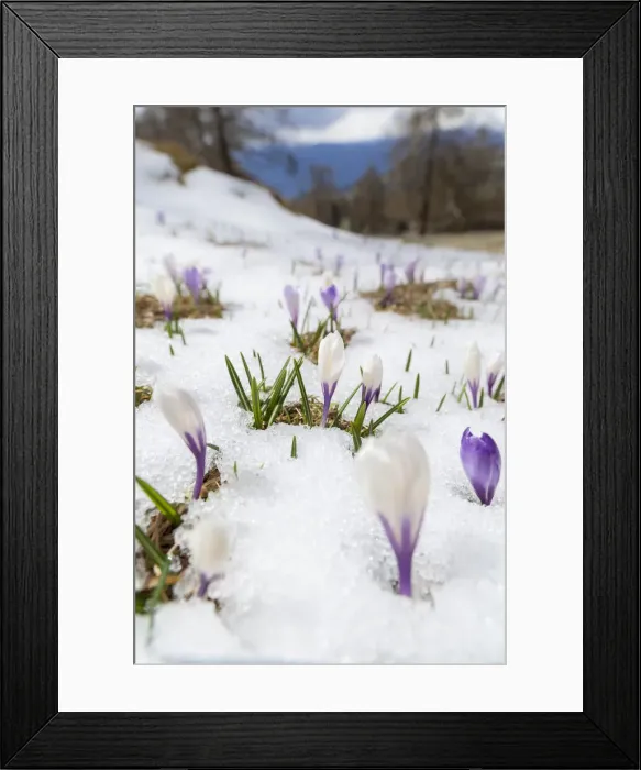 Framed Print : DDE-90032350
