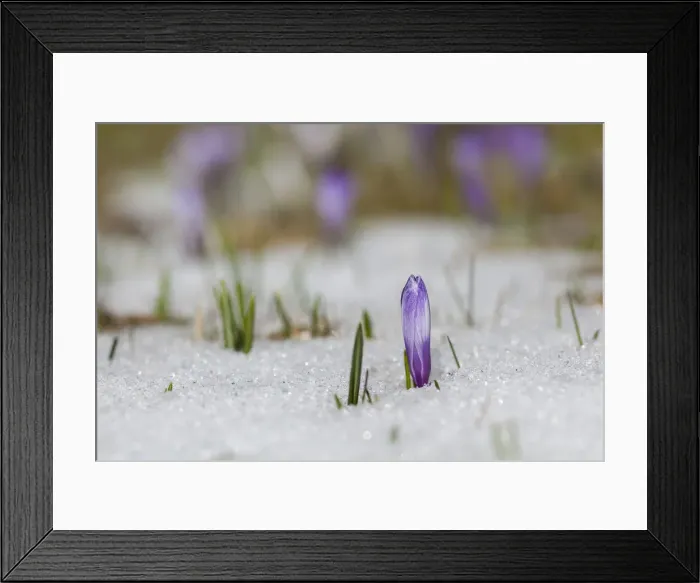 Framed Print : DDE-90032352 Framed Print : DDE-90032352