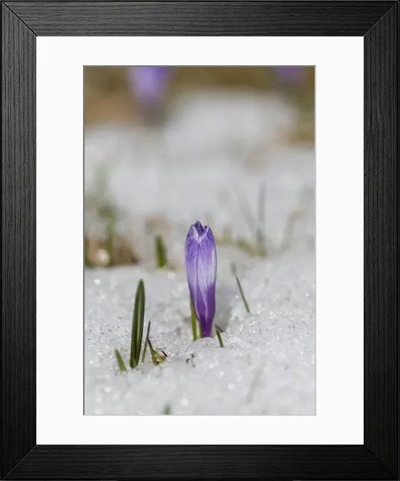 Framed Print : DDE-90032353 Framed Print : DDE-90032353