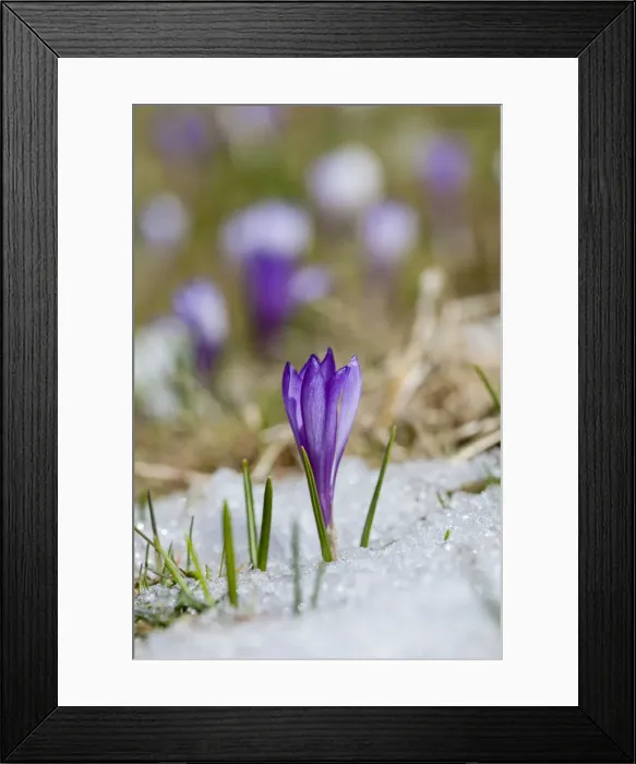 Framed Print : DDE-90032354 Framed Print : DDE-90032354