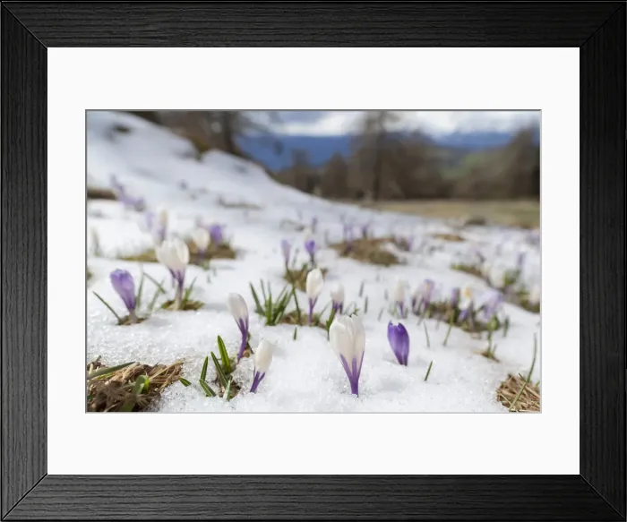 Framed Print : DDE-90032351 Framed Print : DDE-90032351