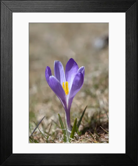 Framed Print : DDE-90032356 Framed Print : DDE-90032356