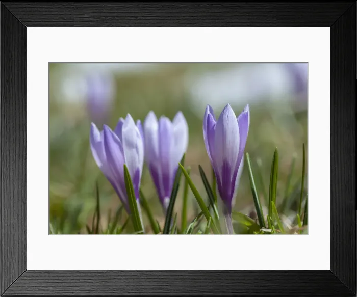 Framed Print : DDE-90032357 Framed Print : DDE-90032357