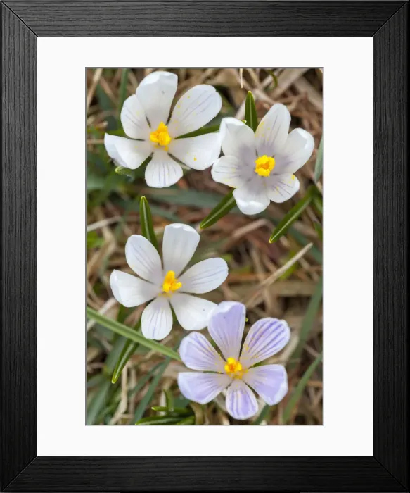Framed Print : DDE-90032358 Framed Print : DDE-90032358