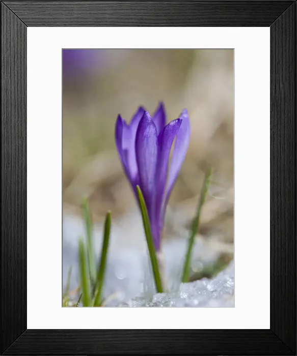 Framed Print : DDE-90032355 Framed Print : DDE-90032355