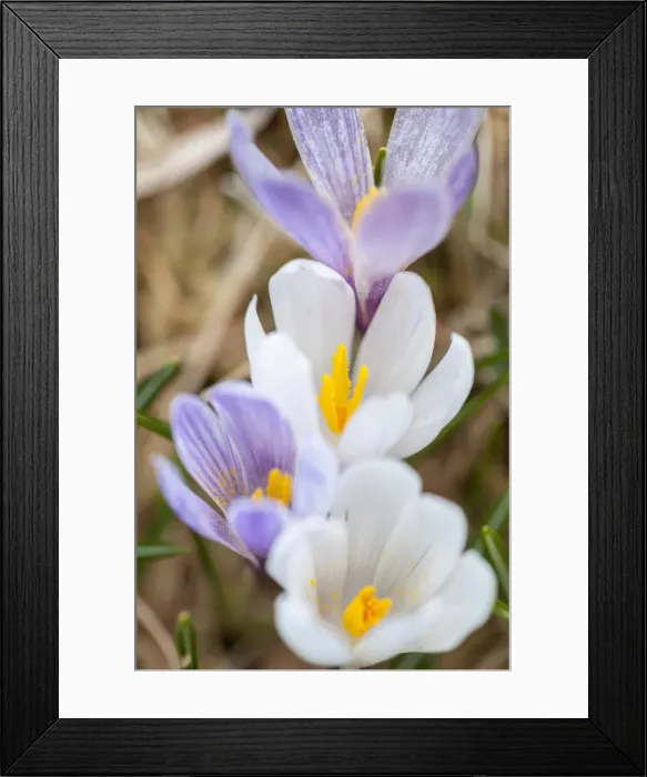 Framed Print : DDE-90032359 Framed Print : DDE-90032359