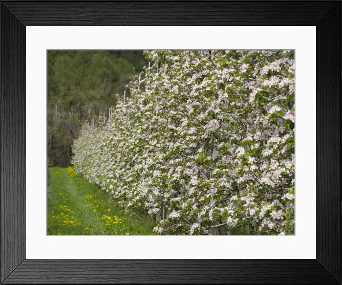Framed Print : DDE-90032361 Framed Print : DDE-90032361