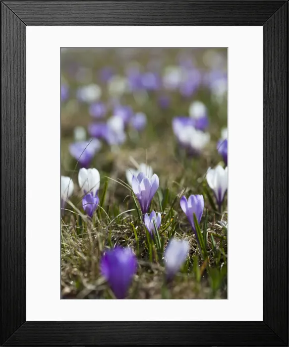 Framed Print : DDE-90032363 Framed Print : DDE-90032363