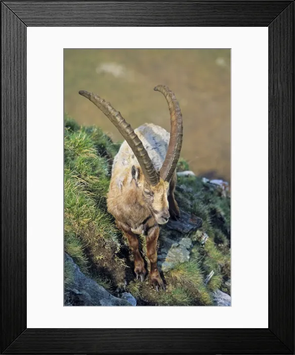 Framed Print : DDE-90032372