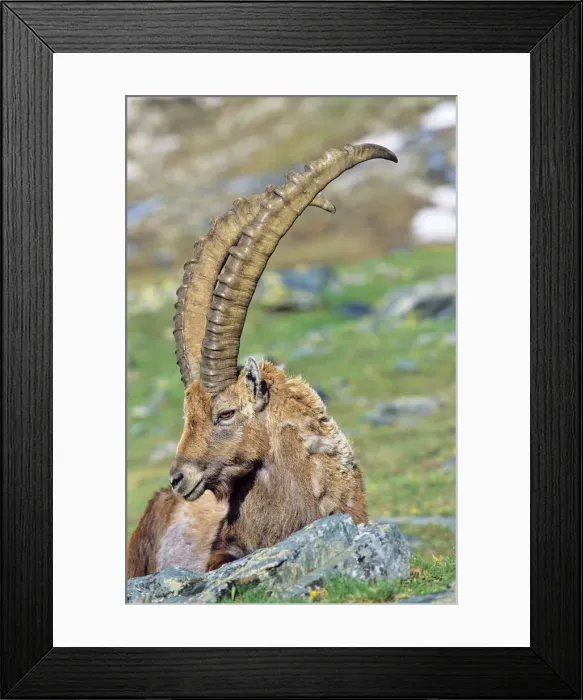Framed Print : DDE-90032373 Framed Print : DDE-90032373