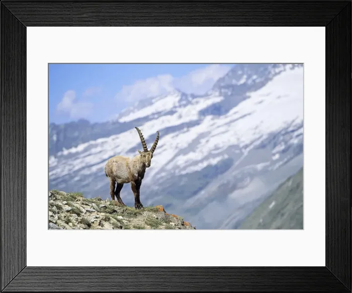 Framed Print : DDE-90032374 Framed Print : DDE-90032374