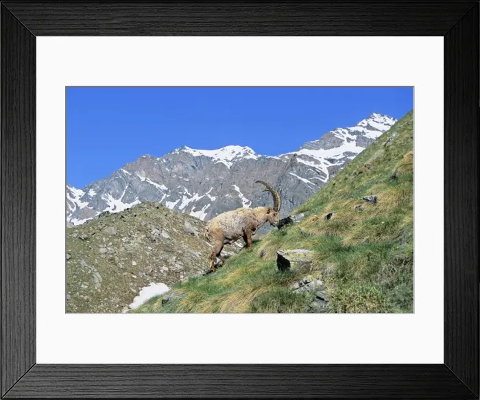 Framed Print : DDE-90032376 Framed Print : DDE-90032376