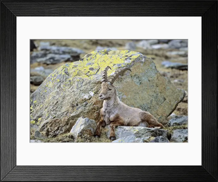 Framed Print : DDE-90032375 Framed Print : DDE-90032375