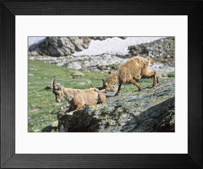 Framed Print : DDE-90032377 Framed Print : DDE-90032377