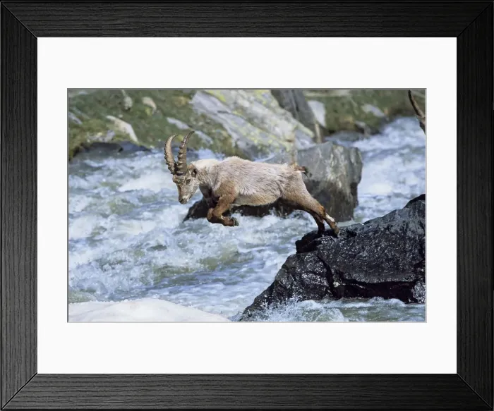 Framed Print : DDE-90032378 Framed Print : DDE-90032378