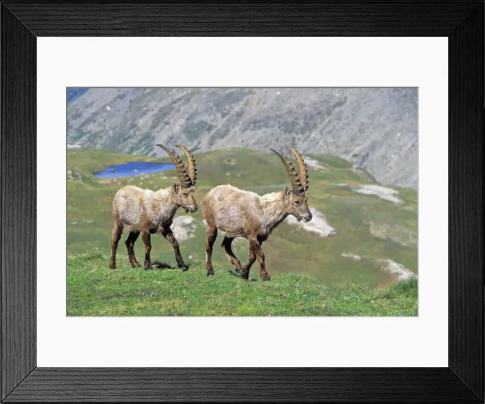 Framed Print : DDE-90032380 Framed Print : DDE-90032380
