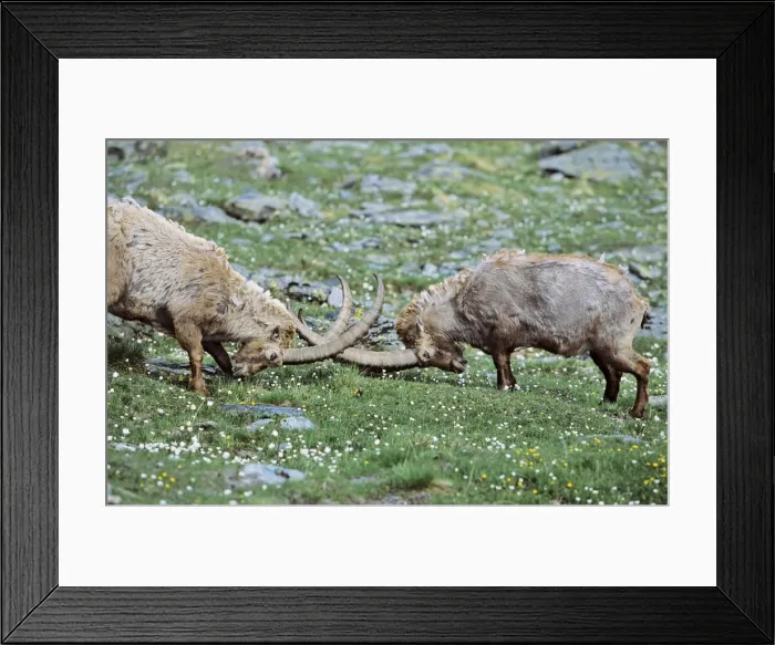 Framed Print : DDE-90032379 Framed Print : DDE-90032379