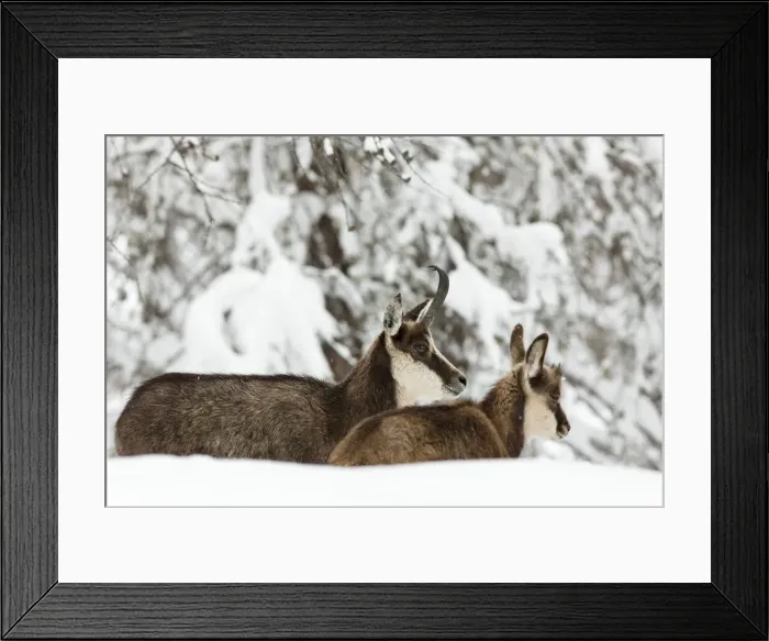 Framed Print : DDE-90032388 Framed Print : DDE-90032388