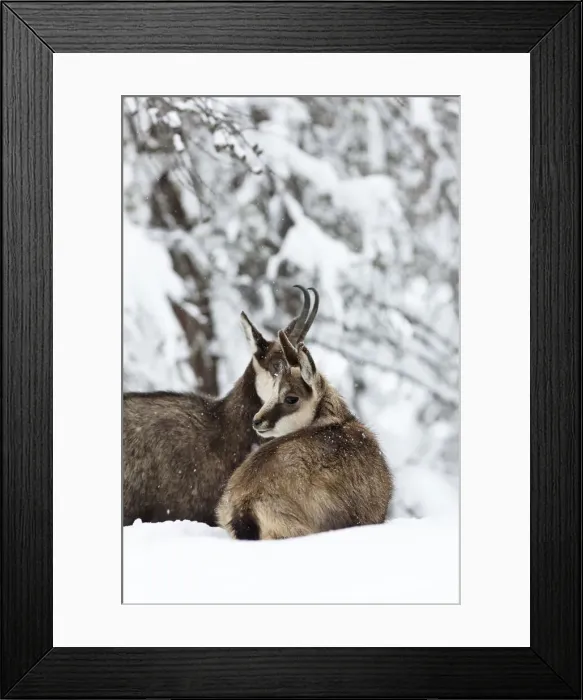 Framed Print : DDE-90032389 Framed Print : DDE-90032389