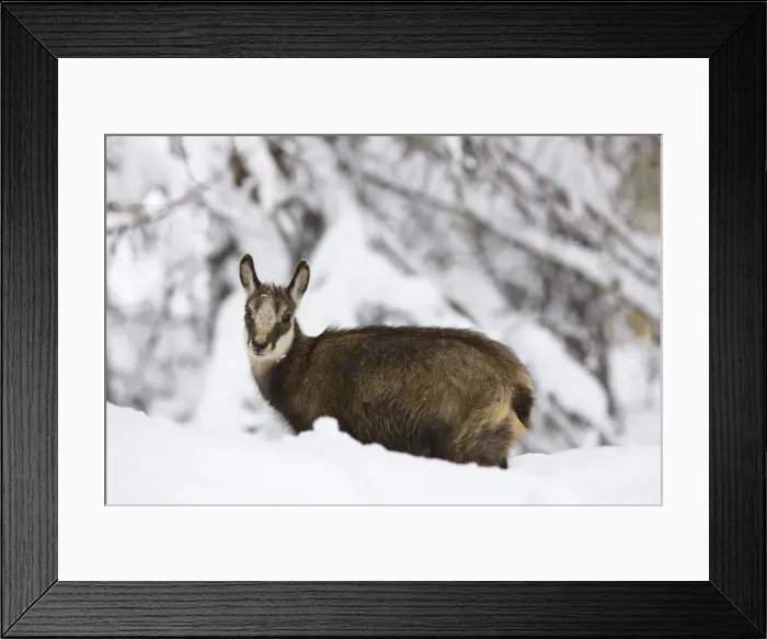 Framed Print : DDE-90032390 Framed Print : DDE-90032390