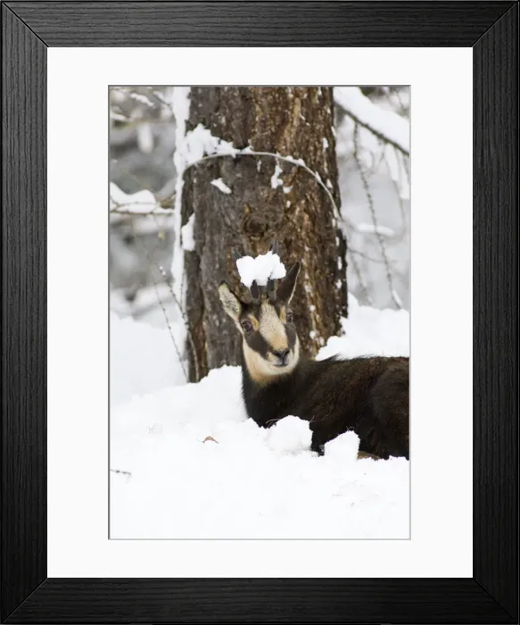 Framed Print : DDE-90032391 Framed Print : DDE-90032391