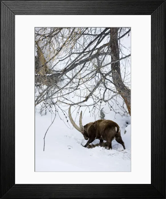 Framed Print : DDE-90032393