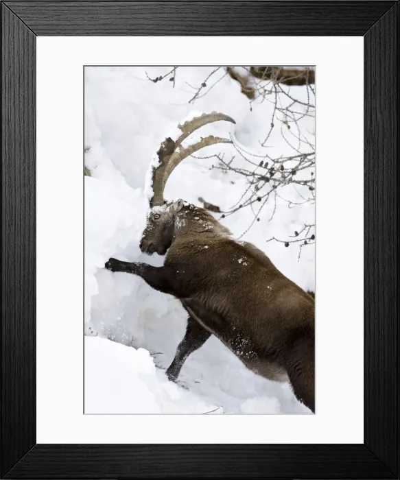 Framed Print : DDE-90032394