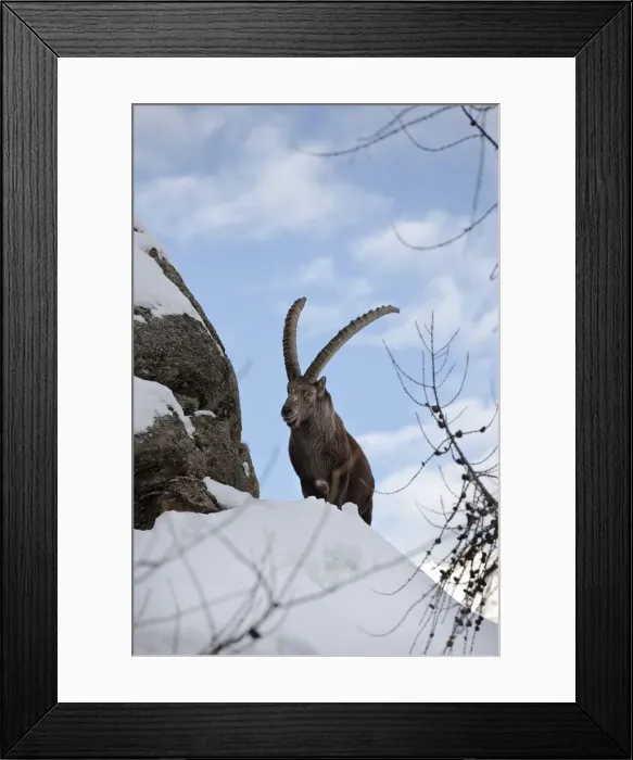 Framed Print : DDE-90032395