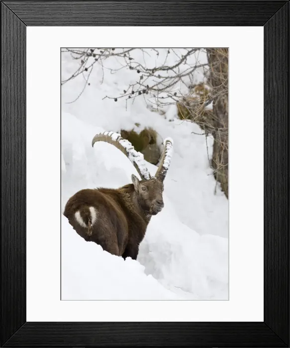 Framed Print : DDE-90032397