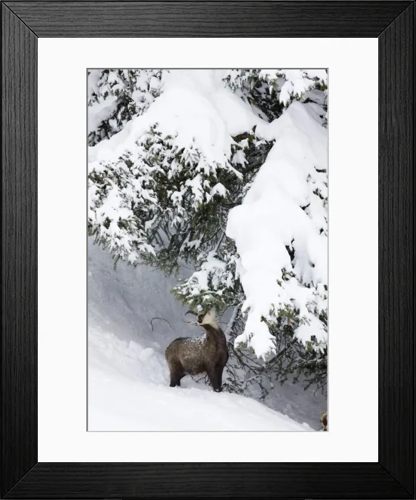Framed Print : DDE-90032392 Framed Print : DDE-90032392