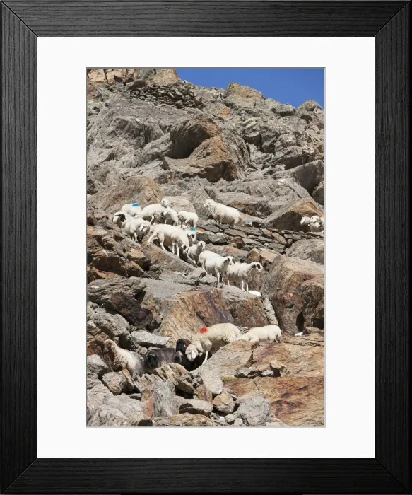 Framed Print : DDE-90032422 Framed Print : DDE-90032422